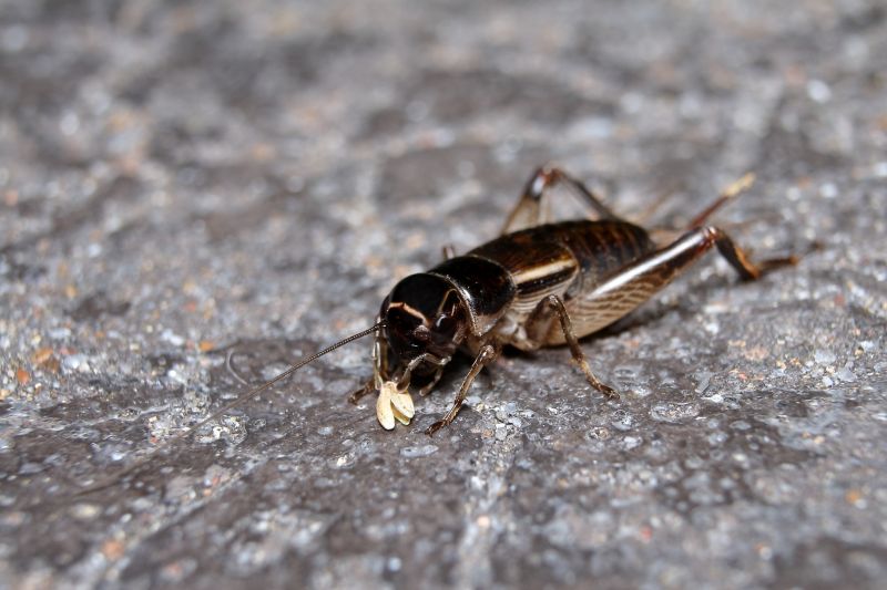 Cricket Control Service