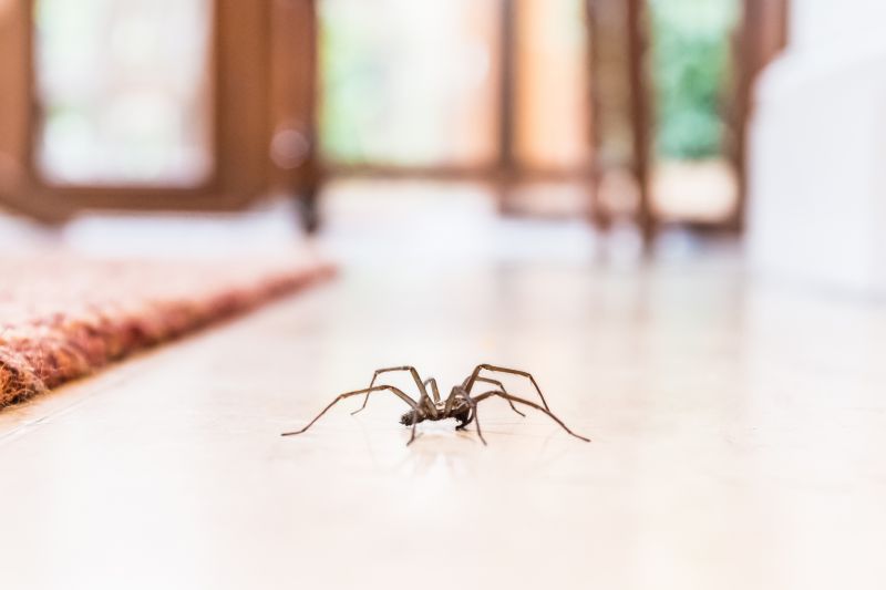 Spider Control Service